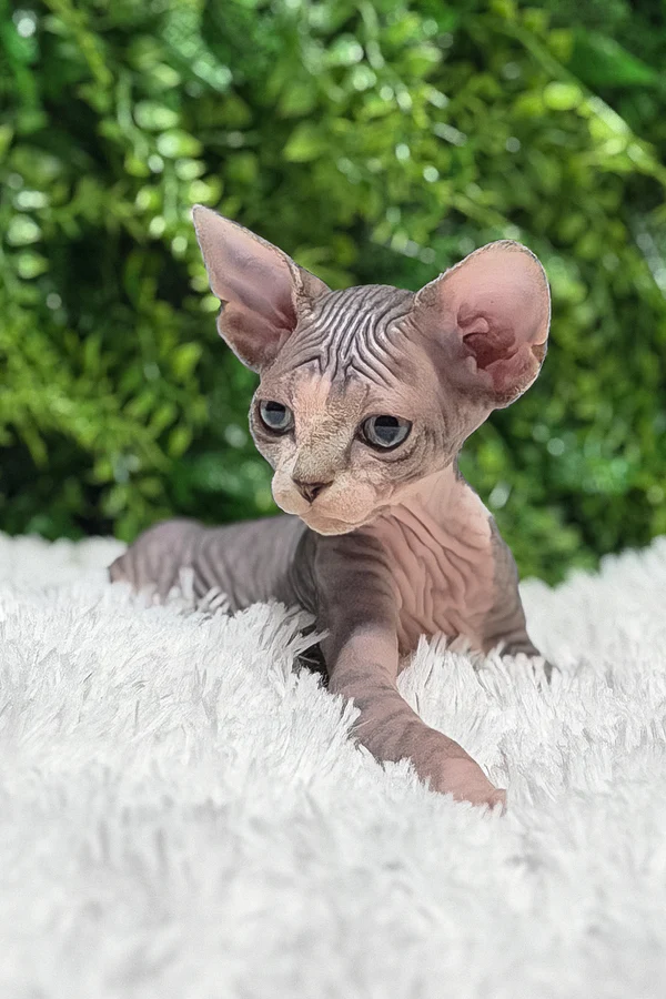 Available Kittens healthy hairless sphynx kitten for sale in usa