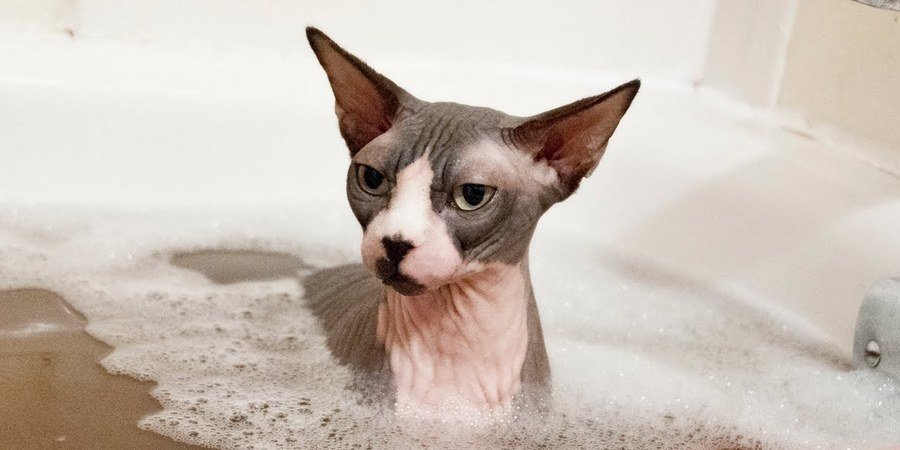How to bath a sphynx cat: The Ultimate Stress-Free Guide moonlit majesty sphynx cat getting a warm bath