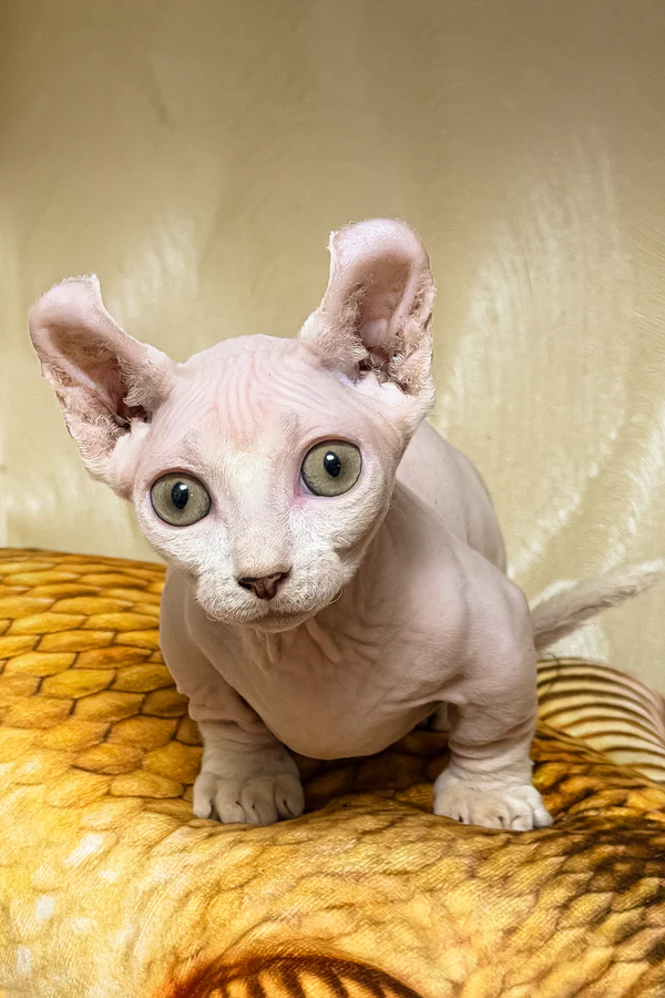 Available Kittens sphynx kittens available in usa (2)