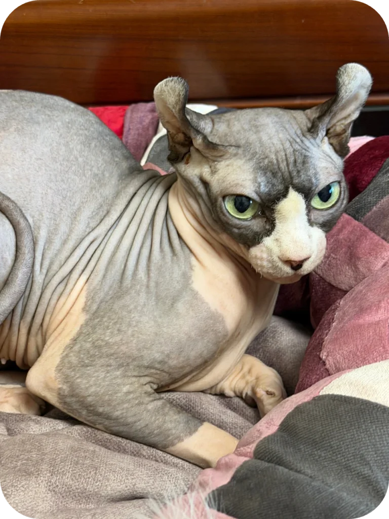 Available Kittens Sphynx cats for sale USA