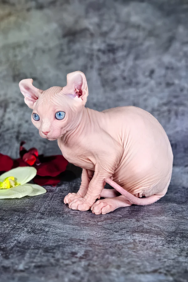 Available Kittens Sphynx Kittens Available In USA 4