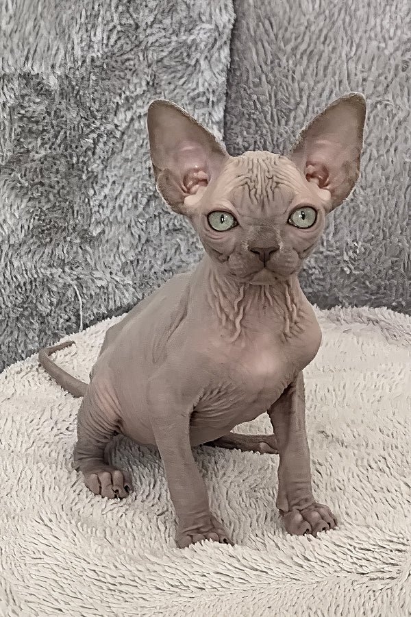 Available Kittens Hairless kitten close-up portrait