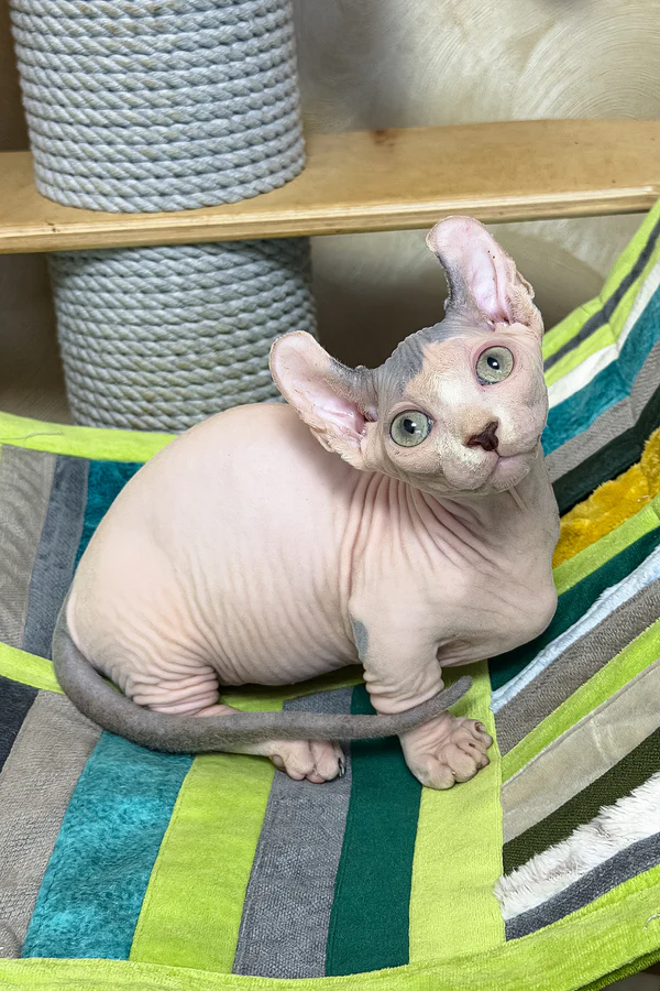 Available Kittens Sphynx Kittens Available In USA