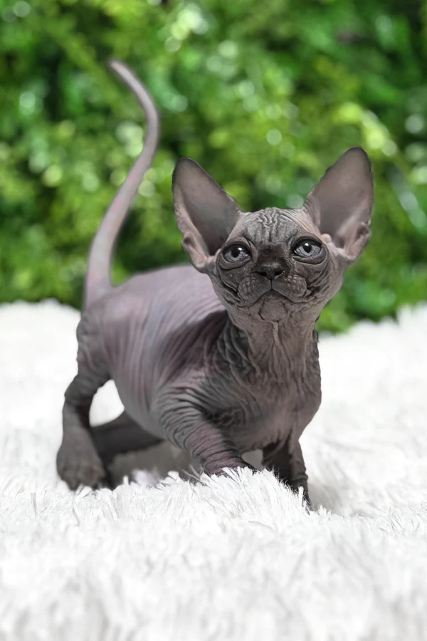 Available Kittens sphynx kittens available in usa