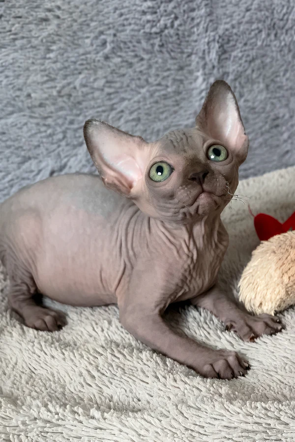 Hairless sphynx cat for sale