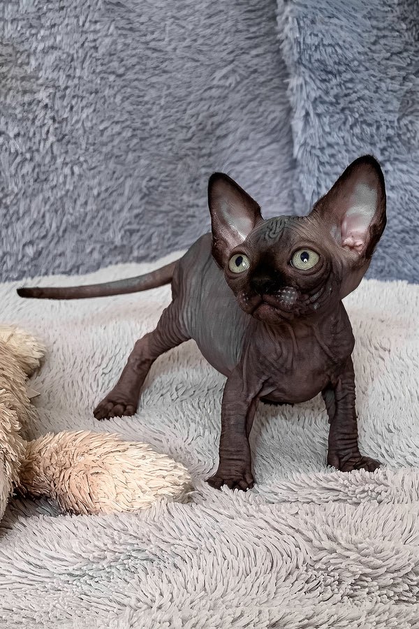 TICA & CFA sphynx kitten for adoption