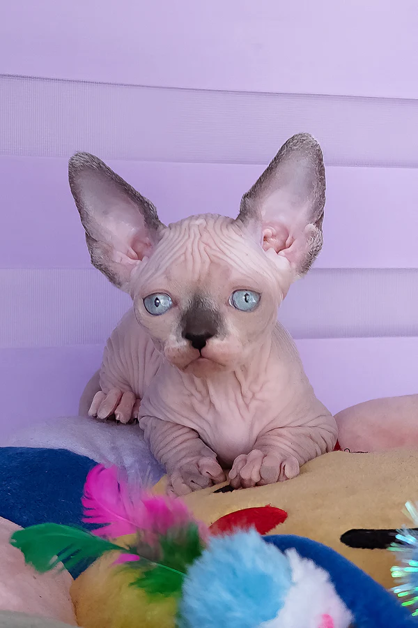 Available Kittens blue bicoclor female canadian sphynx camellia (8)