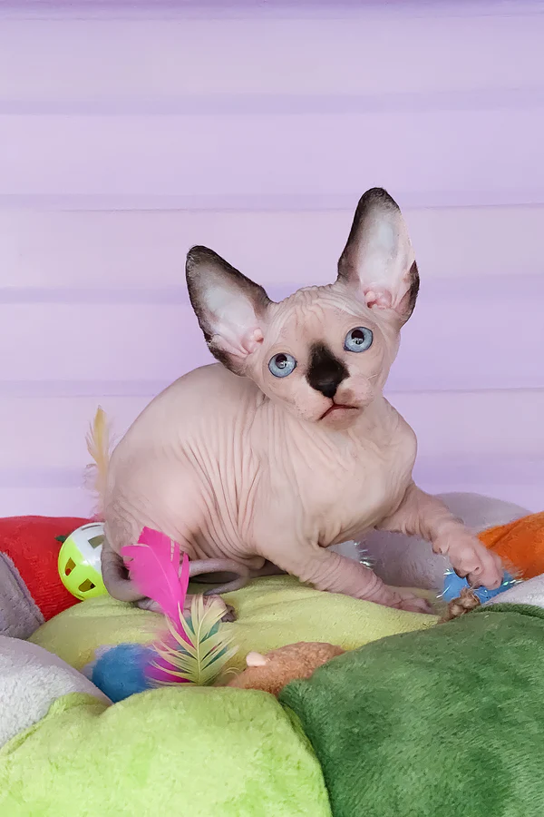 Available Kittens male black bicolor point canadian sphynx califf (11)